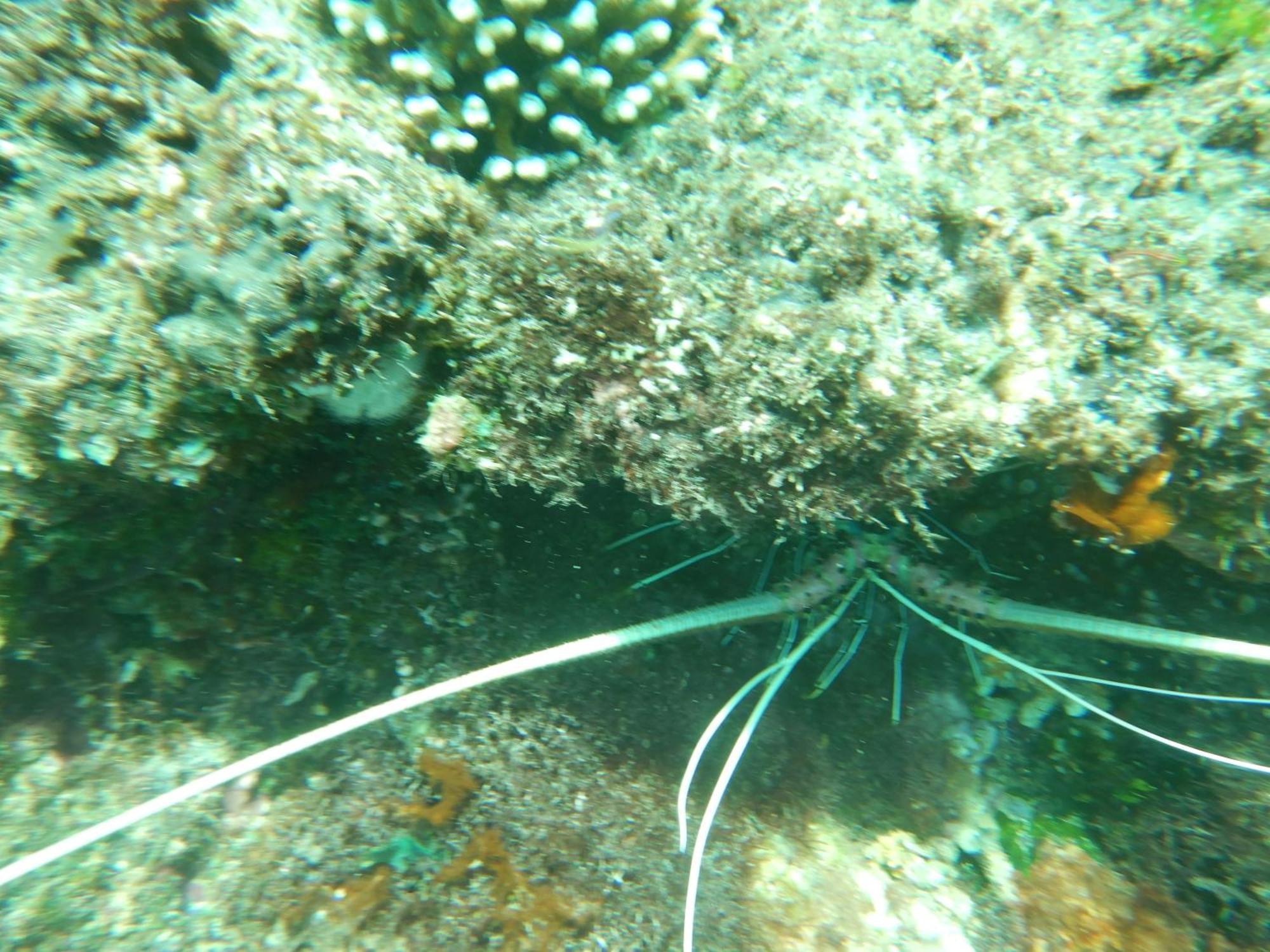 Raja Ampat Blue Sea Villa Besir Dış mekan fotoğraf