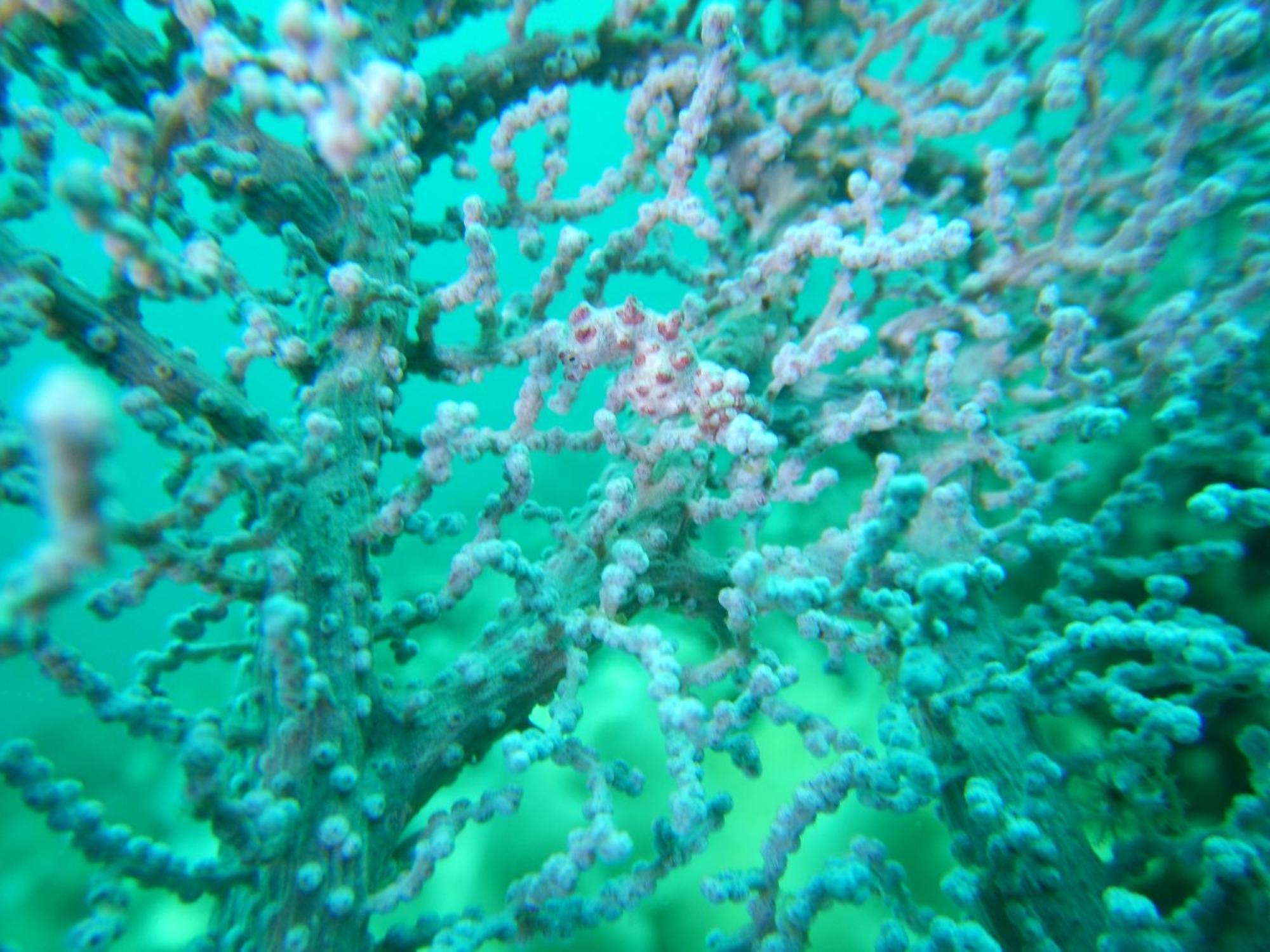 Raja Ampat Blue Sea Villa Besir Dış mekan fotoğraf
