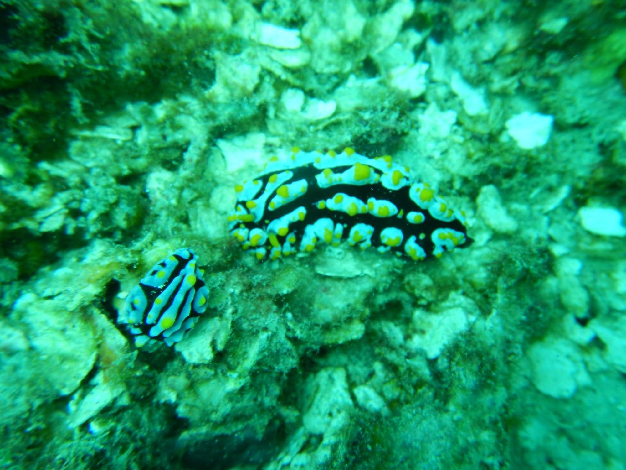 Raja Ampat Blue Sea Villa Besir Dış mekan fotoğraf