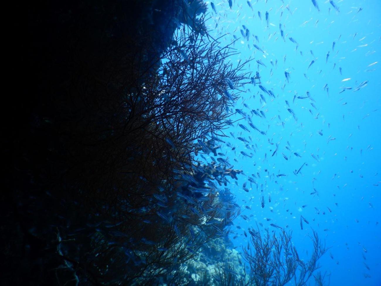 Raja Ampat Blue Sea Villa Besir Dış mekan fotoğraf