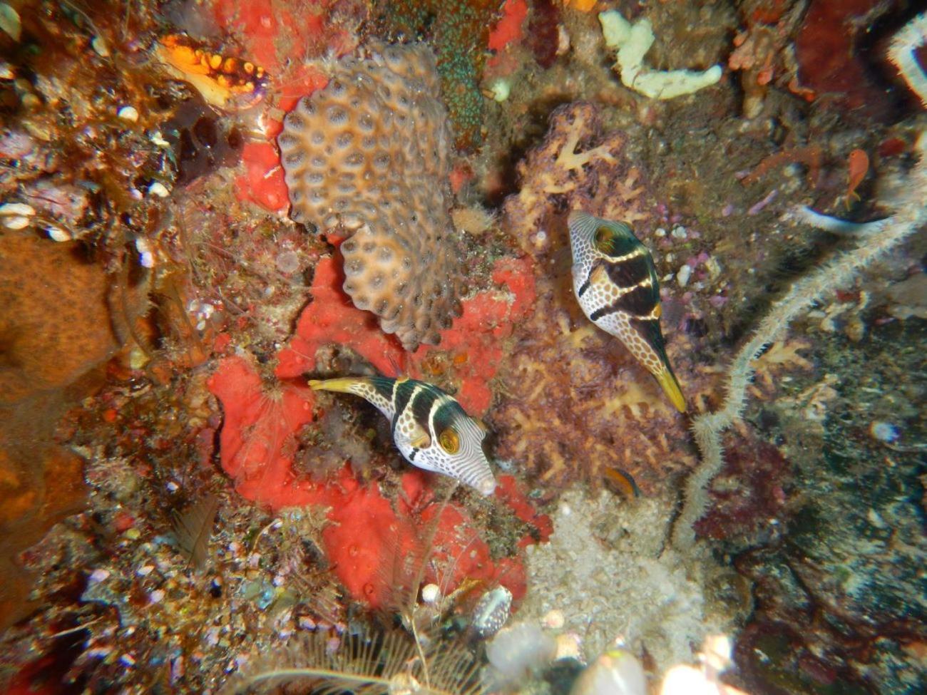Raja Ampat Blue Sea Villa Besir Dış mekan fotoğraf
